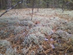 post-1580-0-27921600-1347633675_thumb.jp