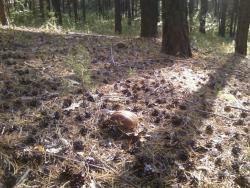 post-1580-0-54639000-1347203711_thumb.jp