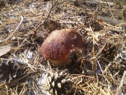 post-1580-0-67859500-1347203801_thumb.jp