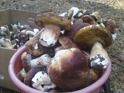 post-1580-0-68090700-1347633223_thumb.jp