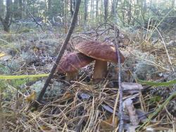 post-1580-0-81143900-1347633243_thumb.jp