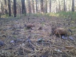 post-1580-0-82240200-1347633267_thumb.jp