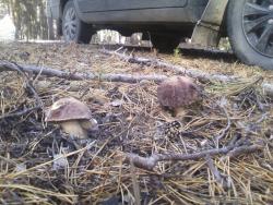 post-1580-0-97975700-1347633197_thumb.jp