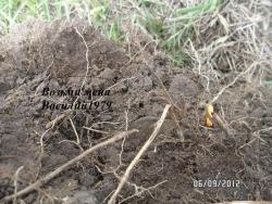 post-2817-0-80646700-1346994654_thumb.jp