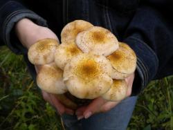 post-4632-0-44676800-1347182028_thumb.jp