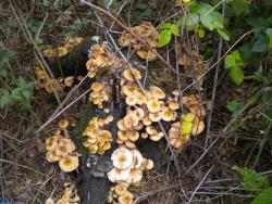 post-4632-0-47276400-1347182084_thumb.jp