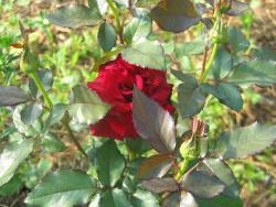 post-4632-0-77977500-1348051639_thumb.jp