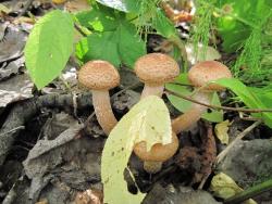 post-6245-0-29985600-1347374595_thumb.jp