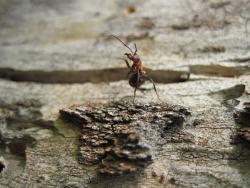 post-6245-0-54574500-1347374738_thumb.jp