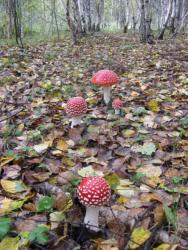 post-6726-0-06762900-1347358988_thumb.jp