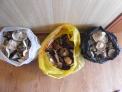 post-9966-0-53679700-1347104870_thumb.jp