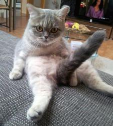 post-16248-0-26089300-1379561348_thumb.j