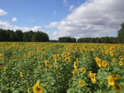 post-1887-0-40616900-1378426609_thumb.jp