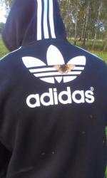 post-26894-0-17919900-1380163154_thumb.j