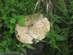 post-28645-0-93442300-1379957052_thumb.j