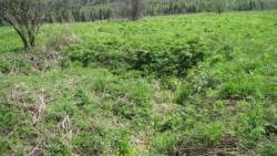 post-28905-0-24034700-1379962580_thumb.j