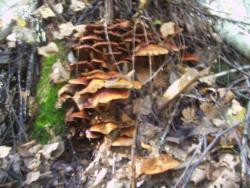 post-4269-0-03062300-1379517269_thumb.jp