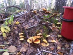 post-4269-0-12048800-1379517125_thumb.jp