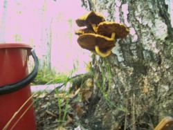 post-4269-0-25995900-1379517405_thumb.jp