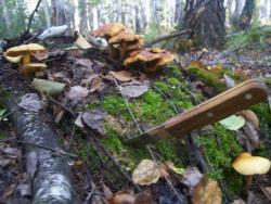 post-4269-0-57670600-1379517181_thumb.jp