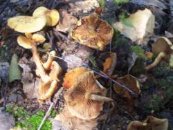 post-4269-0-66553400-1379517222_thumb.jp