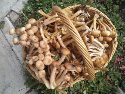 post-7121-0-83852300-1378970433_thumb.jp