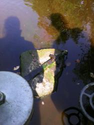 post-12303-0-67651000-1410281408_thumb.j