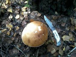 post-14555-0-11442000-1410023847_thumb.j