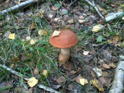 post-14555-0-20381400-1410023829_thumb.j