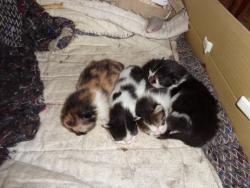 post-1580-0-55530000-1411279559_thumb.jp