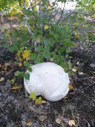 post-31382-0-07468800-1411368163_thumb.j