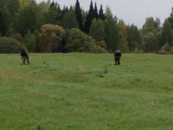 post-31515-0-08889600-1410767309_thumb.j