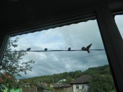 post-8095-0-99318100-1411751520_thumb.jp