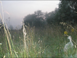 post-26744-0-01626200-1443526889_thumb.p