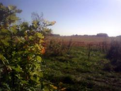 post-26744-0-07284000-1443530443_thumb.j