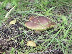 post-26744-0-68793200-1443510200_thumb.j