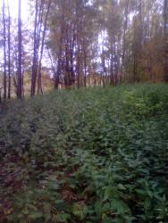 post-26744-0-69479700-1442095182_thumb.j