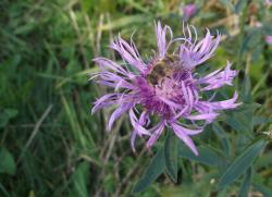 post-26744-0-94065000-1443508072_thumb.j