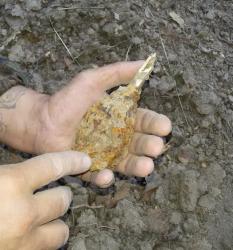 post-27737-0-15163300-1443604359_thumb.j