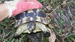 post-27737-0-62022900-1443604423_thumb.j