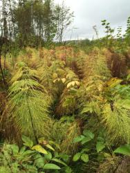 post-34042-0-63362600-1441657629_thumb.j