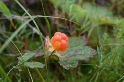 post-35125-0-17637400-1442006865_thumb.j