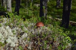 post-35125-0-60663700-1442008559_thumb.j