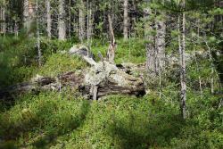 post-35125-0-66979000-1442008787_thumb.j