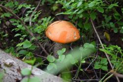 post-35125-0-74385100-1442007051_thumb.j