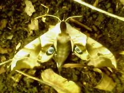 post-35202-0-71569000-1441861378_thumb.j