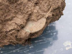 post-1697-053521900 1286708071_thumb.jpg