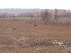 post-1697-075764100 1287230440_thumb.jpg