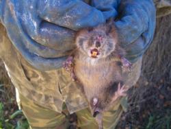 post-4269-063903100 1286897344_thumb.jpg