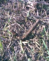 post-4732-0-04888500-1288455376_thumb.jp